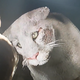 Illustration for article titled Look At This Adorable And Deadly Cougar From iRed Dead Redemption /i2